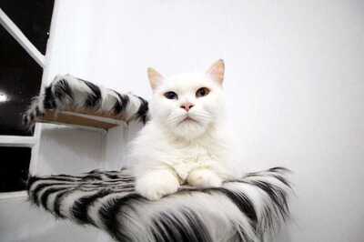 5 Tips to Choose Right Food for Cats