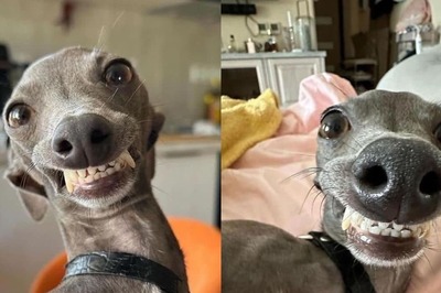 In A Bad Mood? Pictures Of This Greyhound Smiling For Camera Will Cheer You Up
