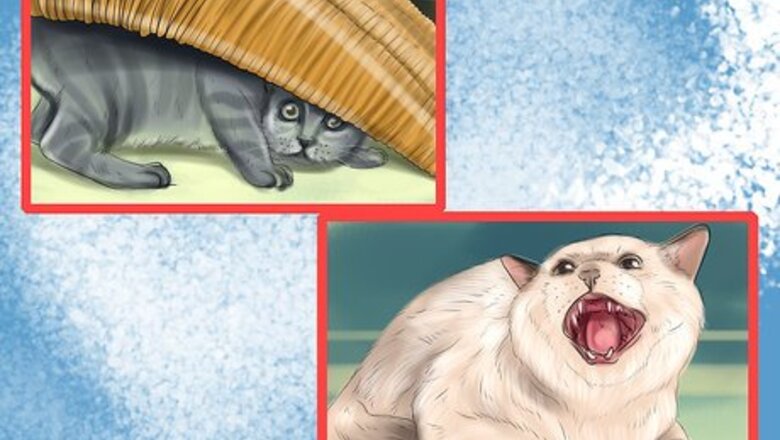 How to Give Your Cat a Joint Supplement