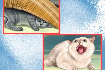 How to Give Your Cat a Joint Supplement