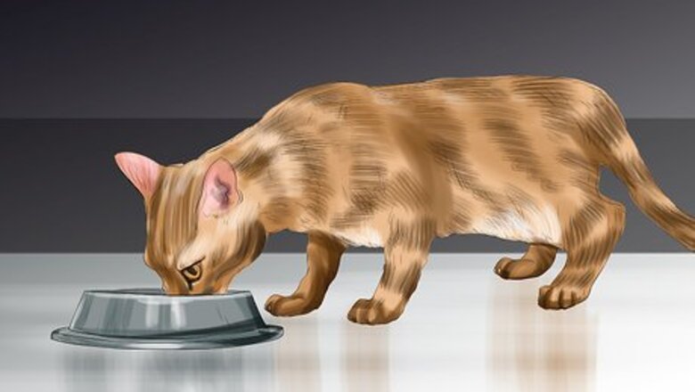 How to Encourage Your Cat to Eat