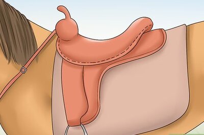 How to Care for a Gaited Horse