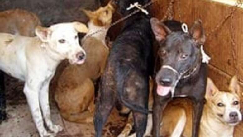 Inhuman dog hunt irks animal lovers