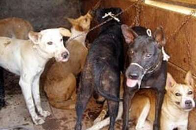 Inhuman dog hunt irks animal lovers