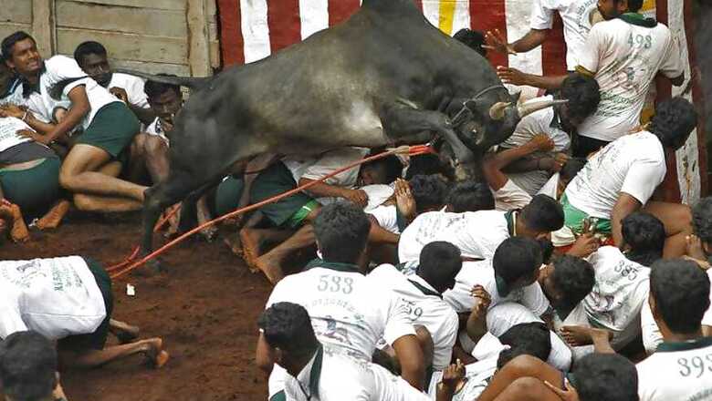2 Killed, 50 Injured in Jallikattu at Pudukottai; 1 Dead in Madurai Protests