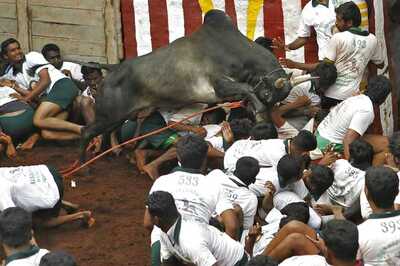 2 Killed, 50 Injured in Jallikattu at Pudukottai; 1 Dead in Madurai Protests