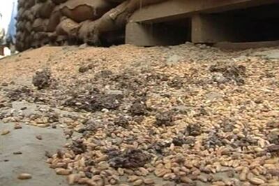 Foodgrains that could feed 1.4 crore people rot