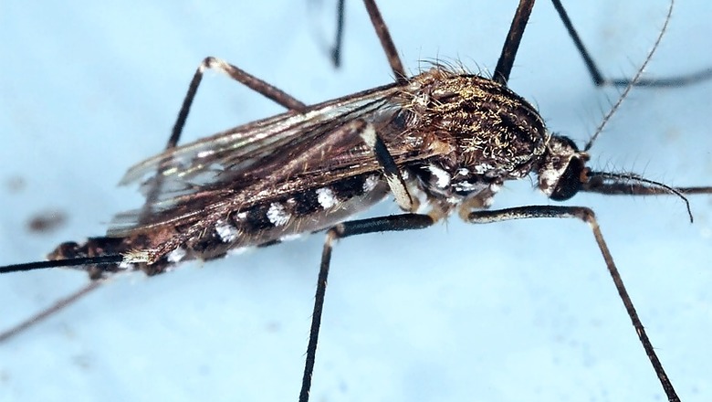 Bihar BJP MLA Nitin Navin Tests Positive for Dengue, Urges Administration to Conduct Fogging