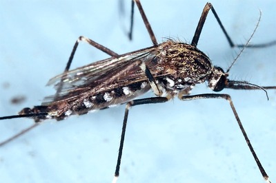 Bihar BJP MLA Nitin Navin Tests Positive for Dengue, Urges Administration to Conduct Fogging