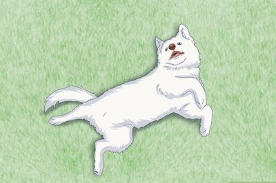 Leading Theories on Why Dogs Roll in Dead Things