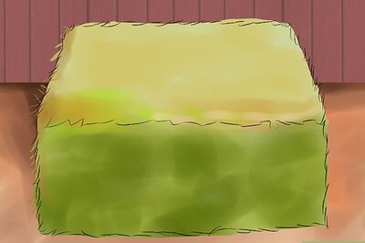 How to Feed a Starving Horse