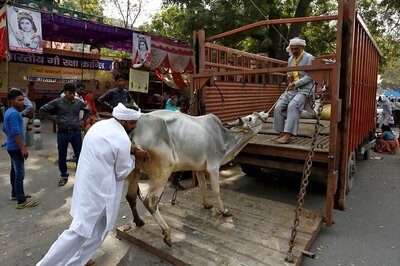 Cow Vigilantes Attack Truck Carrying Cows, Block Highway