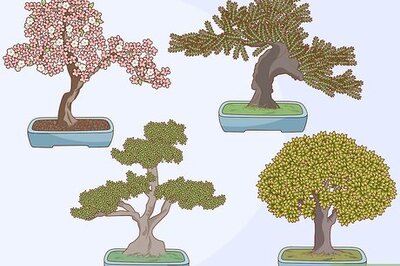 How to Grow and Care for a Bonsai Tree