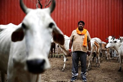 'Does Only BJP Own Cows?' AAP, Congress Make Foray Into Bovine Politics as Elections Near