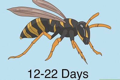 Wasp Lifespan: Everything You Need to Know