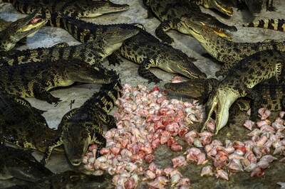 Indonesian Mob Slaughters 'Hundreds' of Crocodiles in Revenge Attack
