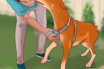 How to Stop a Dog from Killing Squirrels