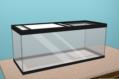 How to Care for Blue Death Feigning Beetles