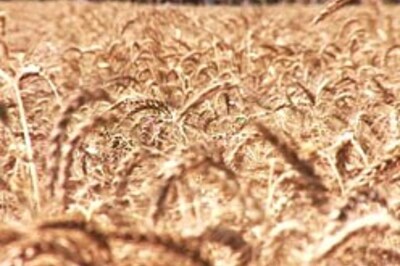 Food on every poor person's plate, vows govt