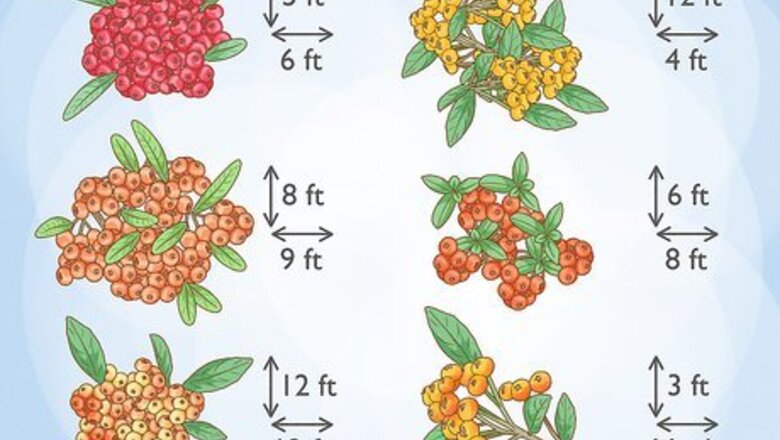 How to Plant Pyracantha