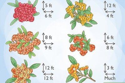 How to Plant Pyracantha