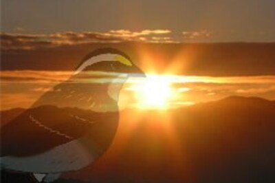 Dutch mourn dead sparrow