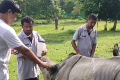 In Assam, Two Baby Rhinos Set To Return To Kaziranga National Park After 3 Years