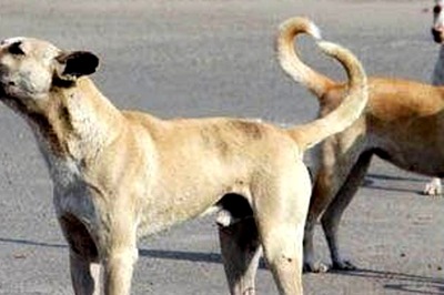 Maharashtra Health Department Declares Rabies as a Notifiable Disease