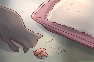 How to Diagnose IBD in Cats