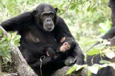 HIV originated in wild chimps