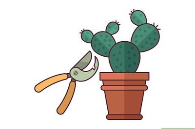 How to Grow Cactus Indoors