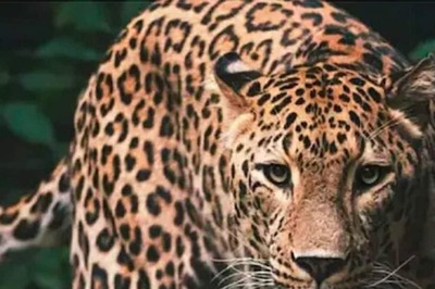 Leopard Found Dead at Sathyamangalam Tiger Reserve in TN