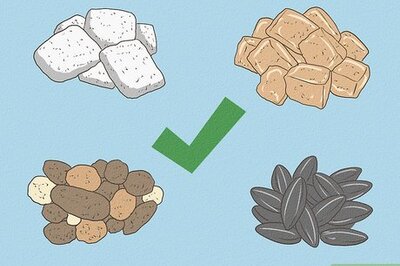 How to Make Emergency Baby Bird Food