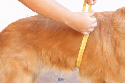 How to Make a Belly Band for a Male Dog That 