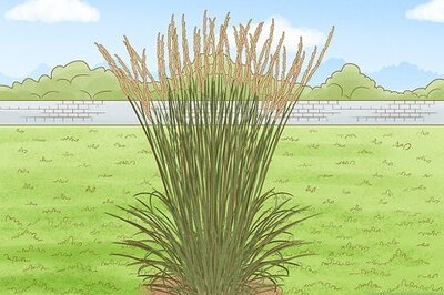 How to Plant Landscape Grasses