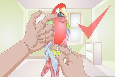 How to Trim Parrot Claws