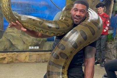 Man Carries The World's Heaviest Snake On His Shoulders Without Breaking A Sweat
