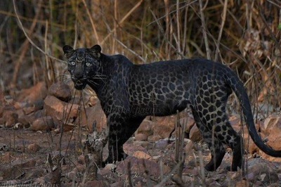 Leopard, Leopardess Found Dead in Gir Forest in Gujarat's Junagadh and Amreli Districts