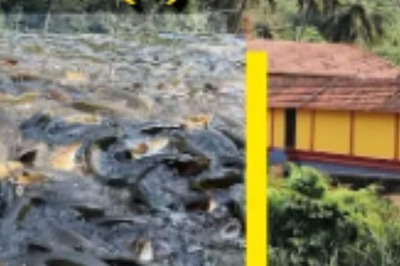 Dakshina Kannada’s Shishileshwara Temple Bans Feeding Fish On Premises