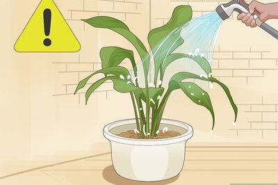 How to Save an Overwatered Plant