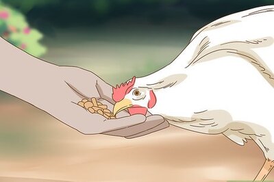 How to Hold a Chicken