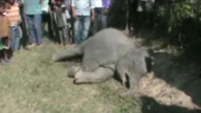 Three elephants die after being hit by a train in Assam