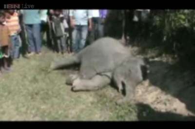 Three elephants die after being hit by a train in Assam