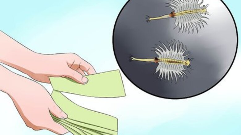 How to Raise Sea Monkeys