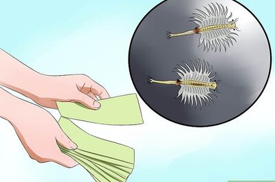 How to Raise Sea Monkeys