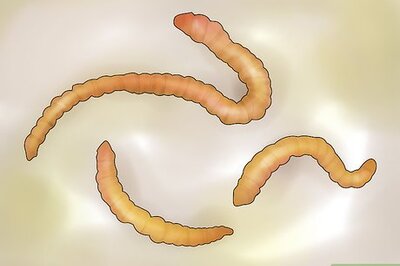 How to Bait a Fishing Hook