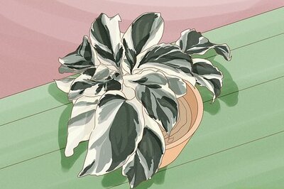 How to Keep Variegation in Plants