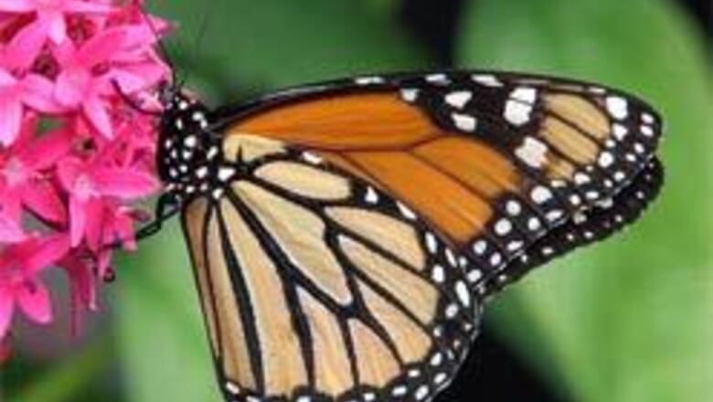 Now you can release a butterfly and get yourself clicked