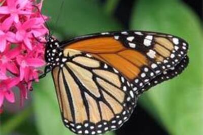 Now you can release a butterfly and get yourself clicked