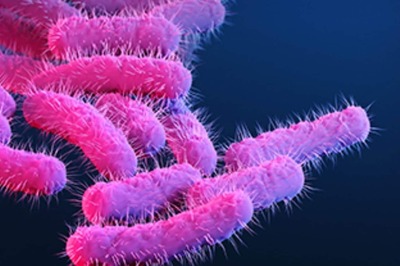 Understanding Shigella, the Bacteria That Killed Kerala Girl Who Ate Shawarma, Landed Others in Hospital